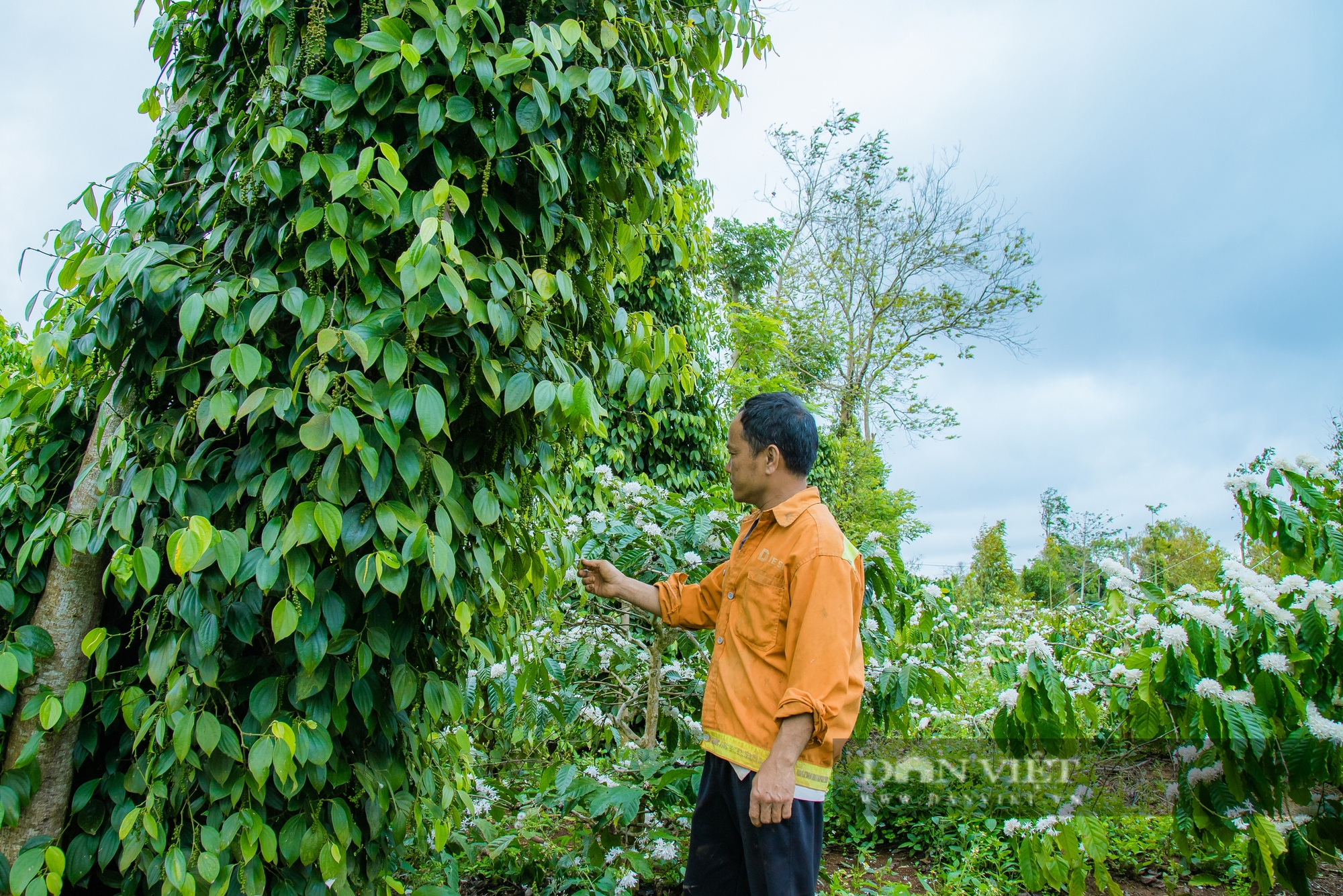 Nỗi buồn vui lẫn lộn của nông dân trồng tiêu tại Đắk Lắk - Ảnh 8.